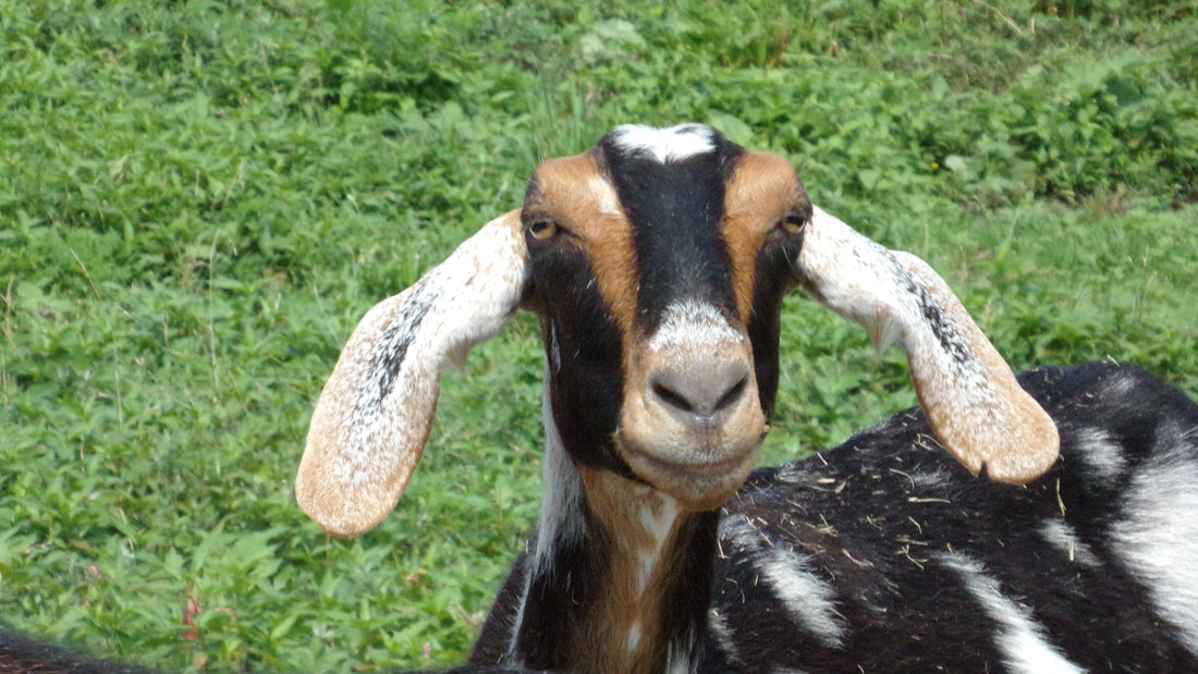 Meet the Goats Mondays: Introducing Dot