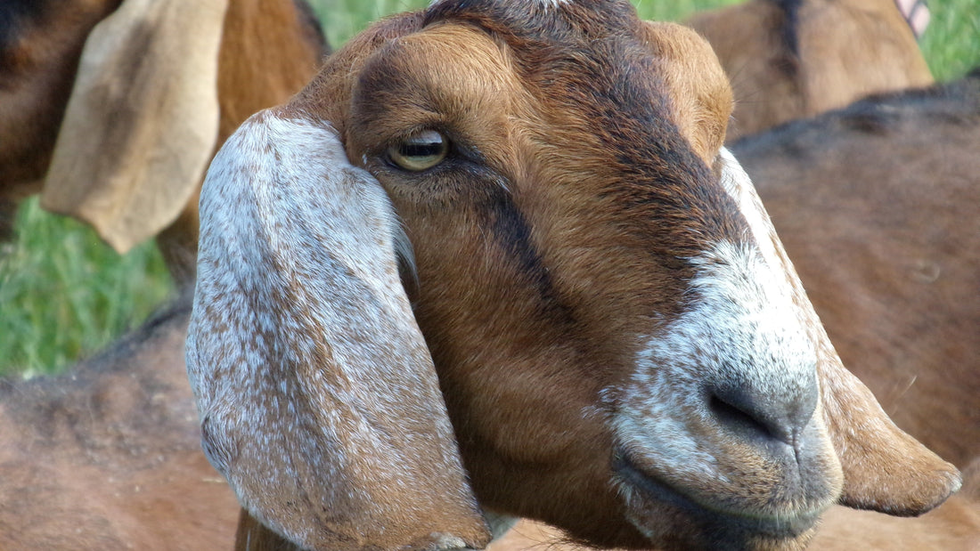 Meet The Goats Monday: Introducing Fauna