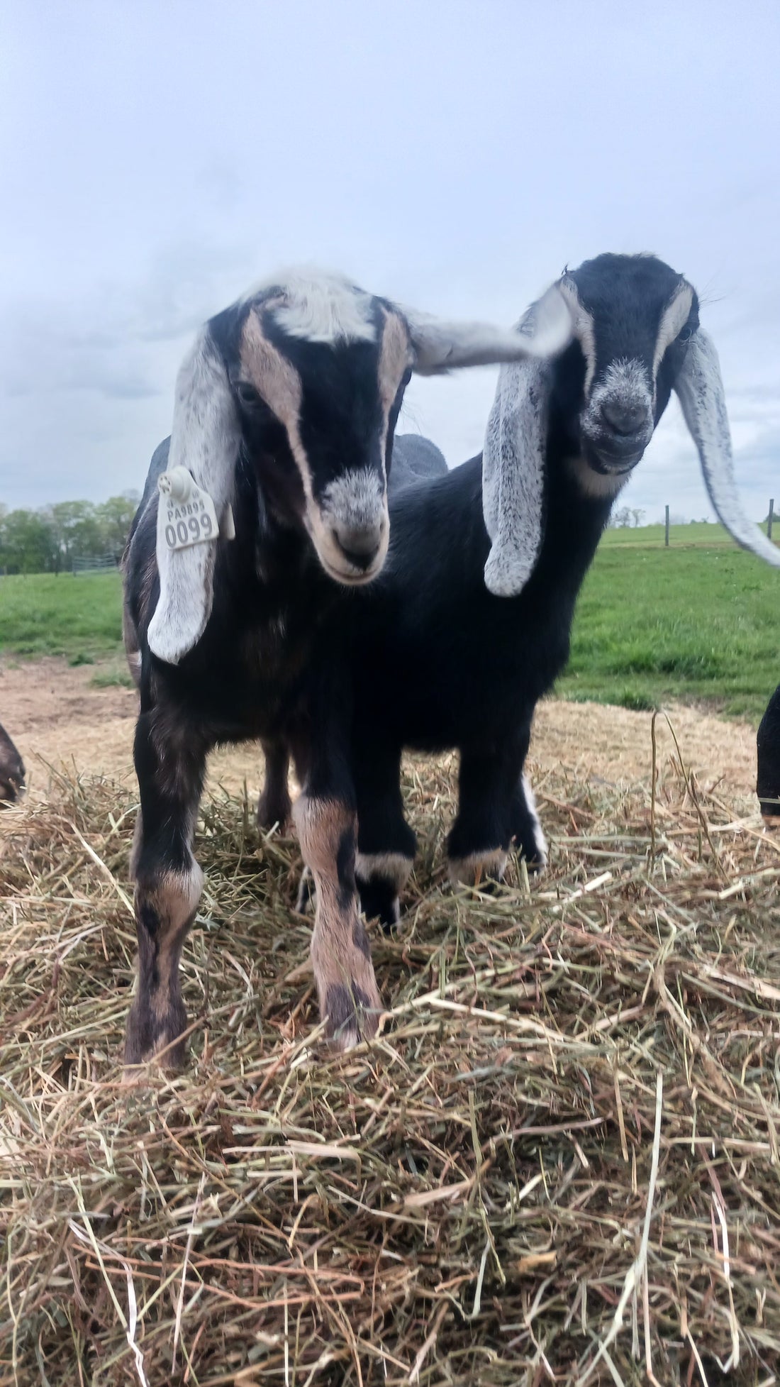 Baby Goat Updates