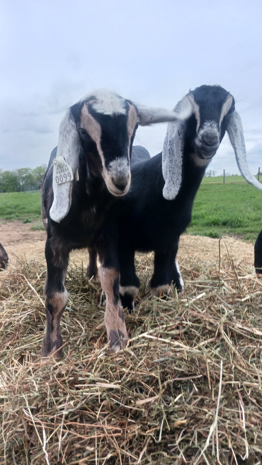 Baby Goat Updates