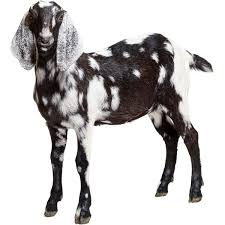 This Is What We Need