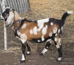 Not Sebastian, but he looks very much like him