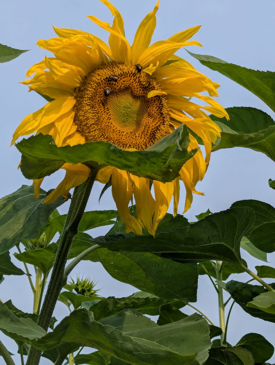 Taken Down By A Sunflower
