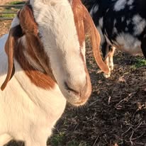 Meet The Goats Monday: Introducing Lester P. Smay